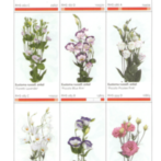 katalog-cvetov